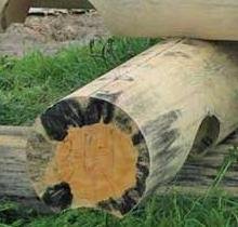 Поражение синевой, заболонные окрасы
